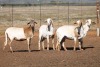 4X MEATMASTER OOI/EWE FLOCK (PAY PER PIECE TO TAKE THE LOT) - 2