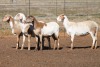 4X MEATMASTER OOI/EWE FLOCK (PAY PER PIECE TO TAKE THE LOT) - 3