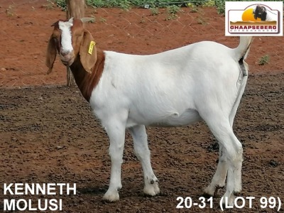 LOT 99 1X KOMMERSIELE OOI/COMMERCIAL EWE BOERBOK KENNETH MOLUSI BOERBOKKE