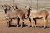 4X MEATMASTER OOI/EWE FLOCK (PAY PER PIECE TO TAKE THE LOT)