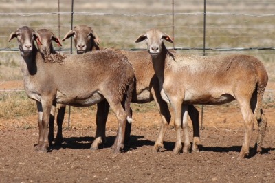 4X MEATMASTER OOI/EWE FLOCK (PAY PER PIECE TO TAKE THE LOT)