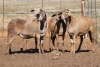 4X MEATMASTER OOI/EWE FLOCK (PAY PER PIECE TO TAKE THE LOT) - 2