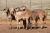 4X MEATMASTER OOI/EWE FLOCK (PAY PER PIECE TO TAKE THE LOT) - 3