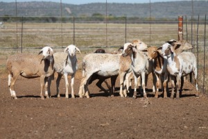 9X MEATMASTER OOI/EWE FLOCK (PAY PER PIECE TO TAKE THE LOT)