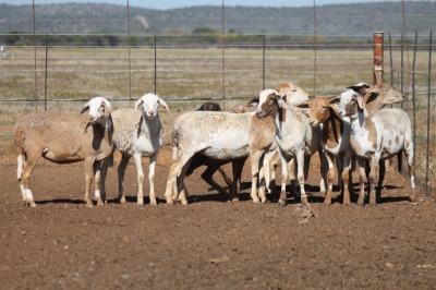 9X MEATMASTER OOI/EWE FLOCK (PAY PER PIECE TO TAKE THE LOT)