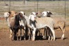 9X MEATMASTER OOI/EWE FLOCK (PAY PER PIECE TO TAKE THE LOT) - 4