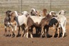 9X MEATMASTER OOI/EWE FLOCK (PAY PER PIECE TO TAKE THE LOT)