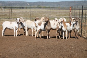 10X MEATMASTER OOI/EWE FLOCK (PAY PER PIECE TO TAKE THE LOT)