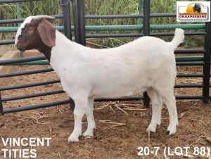 LOT 88 1X KOMMERSIELE OOI/COMMERCIAL EWE BOERBOK VINCENT TITIES BOERBOKKE