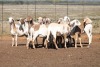 10X MEATMASTER OOI/EWE FLOCK (PAY PER PIECE TO TAKE THE LOT) - 3