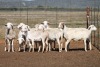 10X MEATMASTER OOI/EWE FLOCK (PAY PER PIECE TO TAKE THE LOT)