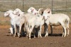 10X MEATMASTER OOI/EWE FLOCK (PAY PER PIECE TO TAKE THE LOT) - 2