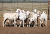 10X MEATMASTER OOI/EWE FLOCK (PAY PER PIECE TO TAKE THE LOT) - 3