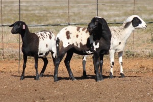 3X MEATMASTER OOI/EWE FLOCK (PAY PER PIECE TO TAKE THE LOT)