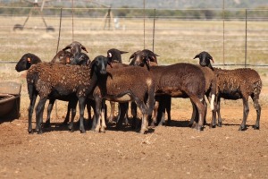 9X MEATMASTER OOI/EWE FLOCK (PAY PER PIECE TO TAKE THE LOT)