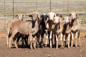 8X MEATMASTER OOI/EWE FLOCK (PAY PER PIECE TO TAKE THE LOT)