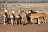 8X MEATMASTER OOI/EWE FLOCK (PAY PER PIECE TO TAKE THE LOT) - 2