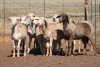 10X MEATMASTER OOI/EWE FLOCK (PAY PER PIECE TO TAKE THE LOT)