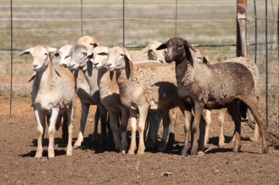 10X MEATMASTER OOI/EWE FLOCK (PAY PER PIECE TO TAKE THE LOT)