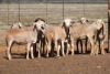 10X MEATMASTER OOI/EWE FLOCK (PAY PER PIECE TO TAKE THE LOT) - 2