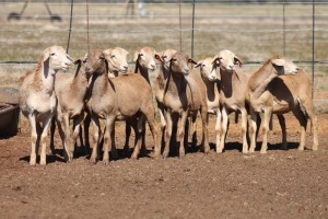 9X MEATMASTER OOI/EWE FLOCK (PAY PER PIECE TO TAKE THE LOT)