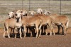 9X MEATMASTER OOI/EWE FLOCK (PAY PER PIECE TO TAKE THE LOT) - 2