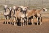9X MEATMASTER OOI/EWE FLOCK (PAY PER PIECE TO TAKE THE LOT) - 3