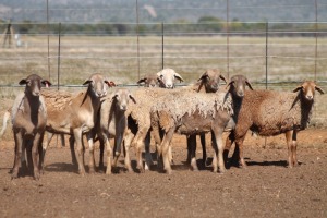 8X MEATMASTER OOI/EWE FLOCK (PAY PER PIECE TO TAKE THE LOT)