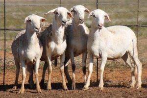 4X MEATMASTER OOI/EWE FLOCK (PAY PER PIECE TO TAKE THE LOT)