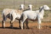 4X MEATMASTER OOI/EWE FLOCK (PAY PER PIECE TO TAKE THE LOT) - 2