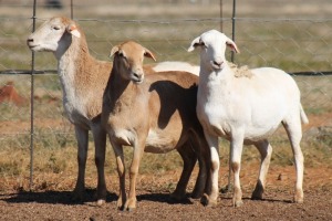 3X MEATMASTER OOI/EWE FLOCK (PAY PER PIECE TO TAKE THE LOT)