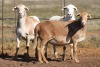 3X MEATMASTER OOI/EWE FLOCK (PAY PER PIECE TO TAKE THE LOT) - 2