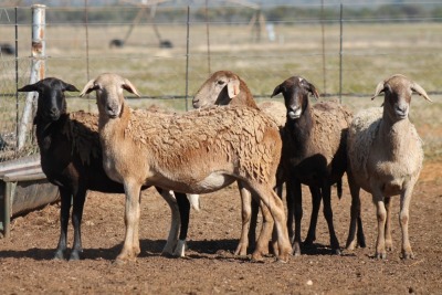 5X MEATMASTER OOI/EWE FLOCK (PAY PER PIECE TO TAKE THE LOT)