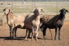 5X MEATMASTER OOI/EWE FLOCK (PAY PER PIECE TO TAKE THE LOT) - 2