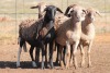 5X MEATMASTER OOI/EWE FLOCK (PAY PER PIECE TO TAKE THE LOT) - 3