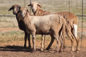 3X MEATMASTER OOI/EWE FLOCK (PAY PER PIECE TO TAKE THE LOT)