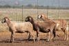 3X MEATMASTER OOI/EWE FLOCK (PAY PER PIECE TO TAKE THE LOT) - 2