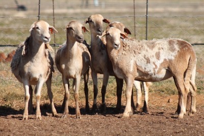 5X MEATMASTER OOI/EWE FLOCK (PAY PER PIECE TO TAKE THE LOT)