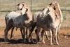 5X MEATMASTER OOI/EWE FLOCK (PAY PER PIECE TO TAKE THE LOT) - 2