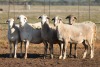 5X MEATMASTER OOI/EWE FLOCK (PAY PER PIECE TO TAKE THE LOT)