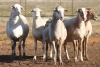 5X MEATMASTER OOI/EWE FLOCK (PAY PER PIECE TO TAKE THE LOT) - 2