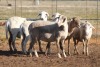 5X MEATMASTER OOI/EWE FLOCK (PAY PER PIECE TO TAKE THE LOT) - 3