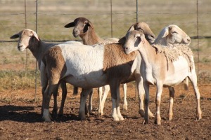 5X MEATMASTER OOI/EWE FLOCK (PAY PER PIECE TO TAKE THE LOT)