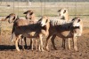 5X MEATMASTER OOI/EWE FLOCK (PAY PER PIECE TO TAKE THE LOT) - 2