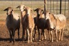 5X MEATMASTER OOI/EWE FLOCK (PAY PER PIECE TO TAKE THE LOT) - 3