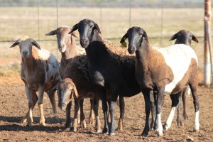 6X MEATMASTER OOI/EWE FLOCK (PAY PER PIECE TO TAKE THE LOT)