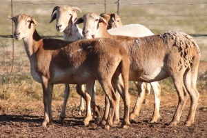 4X MEATMASTER OOI/EWE FLOCK (PAY PER PIECE TO TAKE THE LOT)