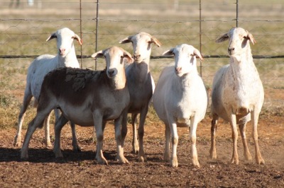 5X MEATMASTER OOI/EWE FLOCK (PAY PER PIECE TO TAKE THE LOT)