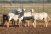 5X MEATMASTER OOI/EWE FLOCK (PAY PER PIECE TO TAKE THE LOT) - 2