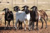 6X MEATMASTER OOI/EWE FLOCK (PAY PER PIECE TO TAKE THE LOT) - 3